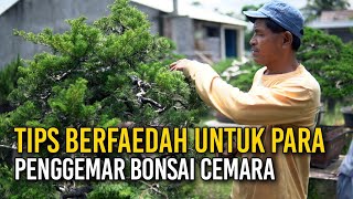 TIPS PENTING BAGI PARA PENGGEMAR BONSAI CEMARA [upl. by Oinotnas]