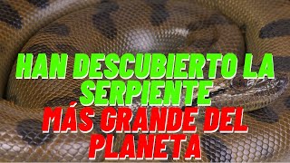 👉Han Descubierto La Serpiente Más Grande Del Planeta [upl. by Jer]