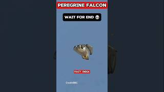 Peregrine Falcon😱 💀youtubeshorts podcast shortsfeed [upl. by Anawd]