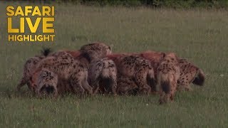 Hyenas Eat Topi Alive in the Maasai Mara [upl. by Zetroc106]