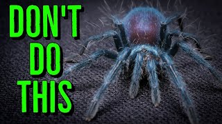 AVOID THESE Beginner Tarantula Keeper Mistakes [upl. by Enomal]