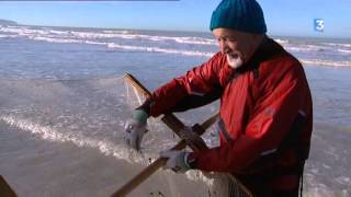 Abondance de crevettes en Baie de Somme à lautomne 2013 [upl. by Yadrahc975]