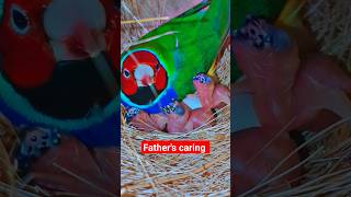 Gouldian finch breeding and chicks care [upl. by Accber]