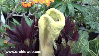 Orchid Web  Amorphophallus titanum [upl. by Aihsetan]