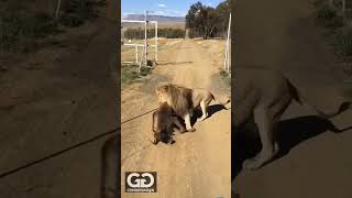 Youtube shortvideos big lion king attack [upl. by Gnauq23]