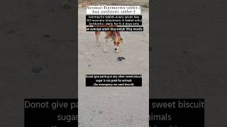 How to treat MaggotsTicksItching streetdog rescuedog desidogs adoptdontshop helpstraydogs [upl. by Meluhs]