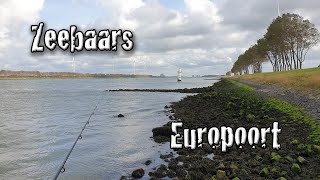 Vissen op zeebaars in de Europoort [upl. by Akkin]