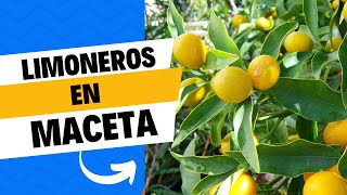 LIMONERO EN MACETA 4 CONSEJOS PARA QUE TE DEN MUCHOS FRUTOS  COMO CUIDAR LIMONERO [upl. by Elroy]