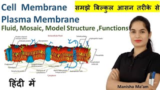 Cell Membrane Anatomy amp Physiology in hindi  Fluid Mosaic Model  Plasma Membrane  anatomy [upl. by Alra]