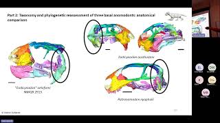 Ontogeny phylogeny and taxonomy of Permian therapsids CTscan and Bayesian inference of phylogeny [upl. by Leamse]