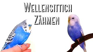 Wellensittiche zähmen [upl. by Eyeleen]