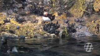 Birdseye View A Polished Puffin Exhibit [upl. by Eatnahc]