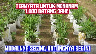 BERAPA BANYAK MODAL UNTUK MENANAM 1000 BATANG JAHE [upl. by Lockhart]