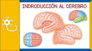 INTRODUCCIÓN AL CEREBRO  generalidades anatomía básica lóbulos telencéfalo diencéfalo  Ep 3 [upl. by Wengert]