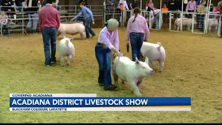 Acadiana District Livestock Show taking place at Blackham Coliseum [upl. by Ettenna966]