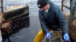 Hauling Lobster creels at may Island [upl. by Anilys128]