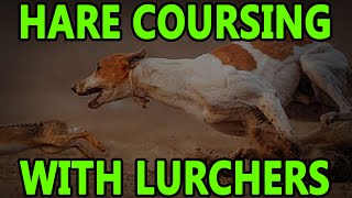 Hare Coursing With Lurchers  Working Lurchers [upl. by Daniyal944]