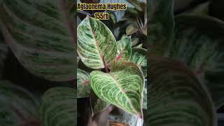 Aglaonema Hughes 155rb wa 085747855227 aglo aglaonema aglonema aglaonemamurah [upl. by Thomasa108]