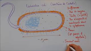 Structure cellulaire 4  La cellule procaryote [upl. by Aivatnohs656]