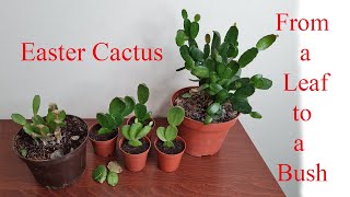 How to Repot and Propagate a ChristmasEaster Cactus Schlumbergera  Rhipsalidopsis [upl. by Stanfield806]