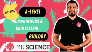 Phospholipids amp Cholesterol  Lipids  Bitesized  Alevel Biology  Mr Science in 8K [upl. by Alocin627]