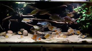 1000Liter Becken Geophagus Tank [upl. by Eyahc377]