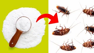 Ultimate Roach Annihilation 8 Foolproof Ways to Kill Roaches at Home [upl. by Mellicent]