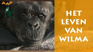 Oude en blinde chimpansee Wilma ingeslapen  Stichting AAP [upl. by Erdnassak]