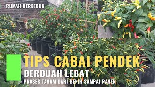 CARA TANAM CABAI RAWIT AGAR BERBUAH LEBAT DENGAN METODE POTONG PUCUK [upl. by Lak]