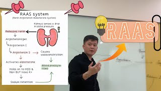 RAAS System  Renin Angiotensin Aldosterone sistemasi [upl. by Aivata]