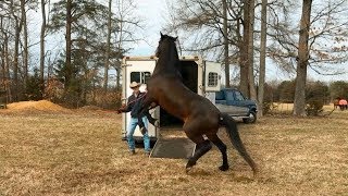 3 Steps to Teaching your Horse to Load on a Trailer [upl. by Norrat423]