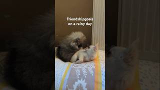 pomeranian zwergspitz chihuahua puppys puppylove friendship friendshipgoals pets dogshorts [upl. by Bert]