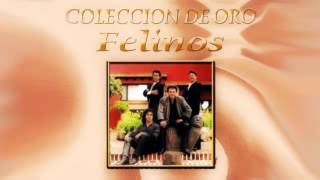 Felinos mix cumbias [upl. by Einhapets]