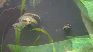 103024 My fat Kubotai Rasbora photobombing the snails [upl. by Jenkins]