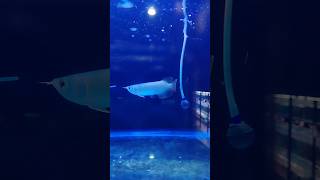 Arowana fish silverarowana cichlids science fish fishtank fishing [upl. by Elyag]