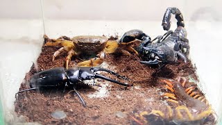 Emperor Scorpion Crab Centipede Sword Fangs Beetles [upl. by Staw]