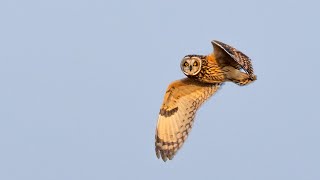 Shorteared Owl [upl. by Hassin]