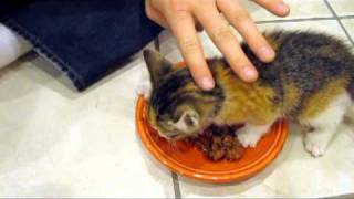 Kitten VERY Protective of her Food [upl. by Davida]