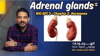 بيولوجي لغات تالته ثانوي chapter 2 HORMONES quotADRENAL GLANDS  ADRENALINE  CORTISONE  ALDOSTERONEquot [upl. by Adall]