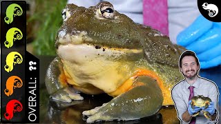 Giant African Bullfrog Pixie Frog The Best Pet Amphibian [upl. by Ellynad448]