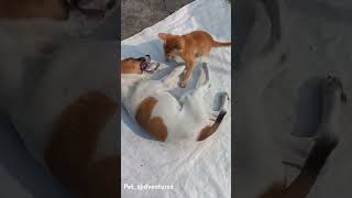 apt Funny Dog amp Cat fight shortsvideo petlover rose [upl. by Pollock235]