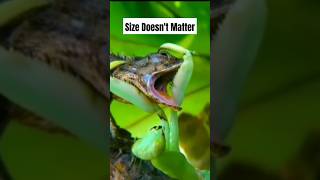 Predators vs Praying Mantis The Ultimate Showdown animals shorts [upl. by Eyt]