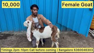 Goats and Sheep For Sale in Bangalore  Best of Bangalore [upl. by Gascony]