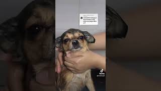 Answered Comment Cassiel Pet 2in1 Shampoo 2024 furbaby trending [upl. by Amaras890]