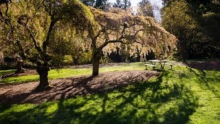 A Spring Stroll in Seattles Washington Park Arboretum [upl. by Adnovaj]