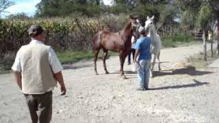 LA MAKILA DE ESTE CABALLO SE VENDE EN 300000 PESOS [upl. by Siradal781]