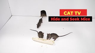 Cat TV 🐀 Mice for Cats to Watch with Sound [upl. by Aguie]