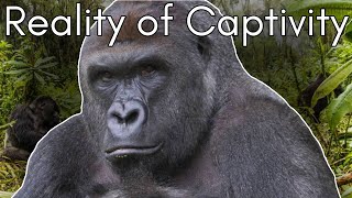 Harambe’s Tragic Tale The Truth Behind Gorillas in Zoos  Cid Dwyer [upl. by Sabella]