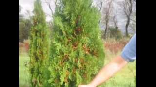 How to Care and Trim an Arborvitae [upl. by Sissy72]