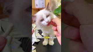 家里小猫总爱咬人咬数据线，平时可以拿这种羊奶棒给它磨磨牙猫咪磨牙棒 新手养猫 猫零食 咬人猫 [upl. by Lalitta848]